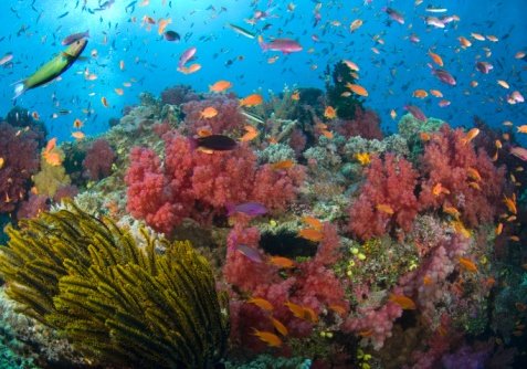 Фото Подводного Мира Океана И Морей